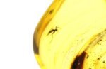 Amber pendant with small MOSQUITO insect inclusion - Image 4