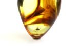 Amber pendant with small DIPTERA insect inclusion - Image 2