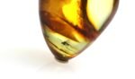 Amber pendant with small DIPTERA insect inclusion - Image 4